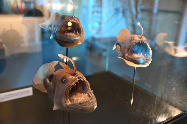 Wystawa „Tajemnice Głębin" w Centrum Nauki Experyment (fot. Dorota Patzer)