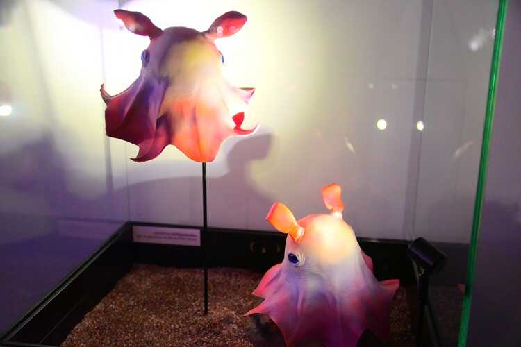 Wystawa „Tajemnice Głębin" w Centrum Nauki Experyment (fot. Dorota Patzer)