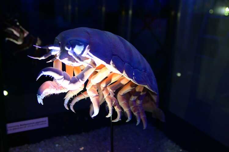 Wystawa „Tajemnice Głębin" w Centrum Nauki Experyment (fot. Dorota Patzer)