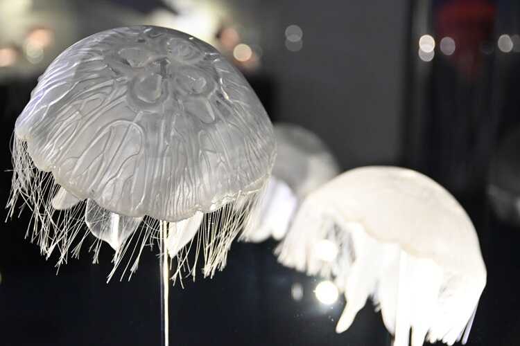 Wystawa „Tajemnice Głębin" w Centrum Nauki Experyment (fot. Dorota Patzer)