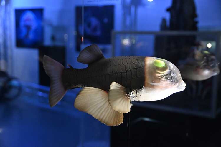 Wystawa „Tajemnice Głębin" w Centrum Nauki Experyment (fot. Dorota Patzer)